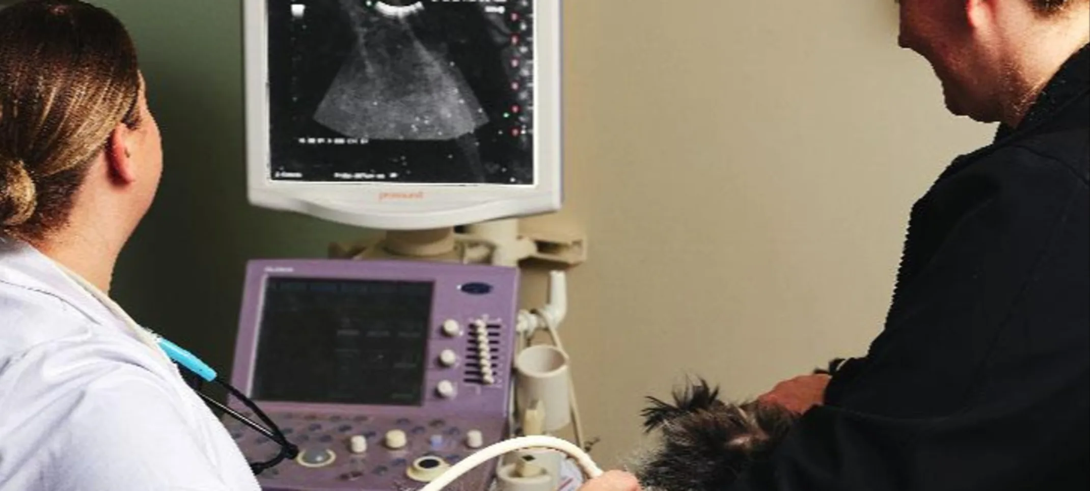 Doctor performing ultrasound on a dog